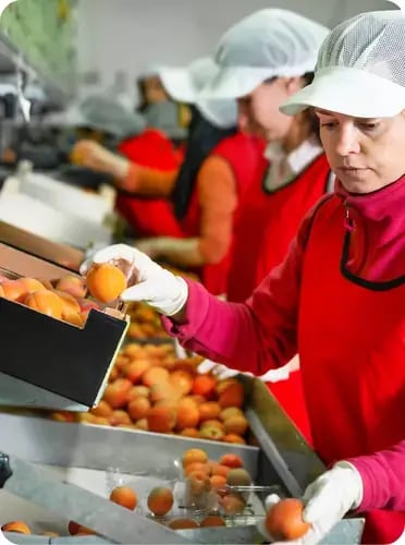 food erp manufacturing myob food erp manufacturing myob